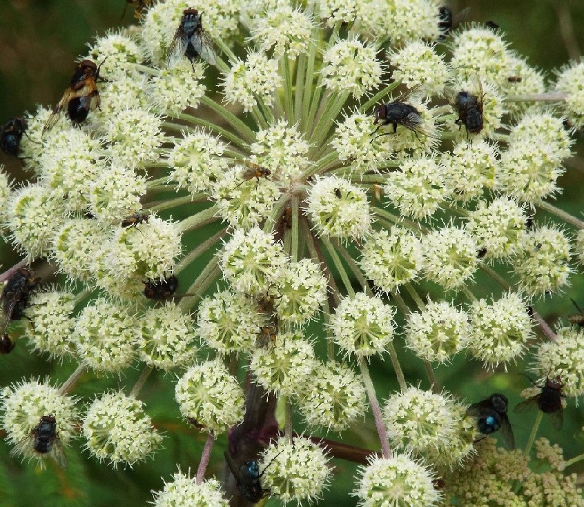 Angelica cfr. sylvestris (Apiaceae)  